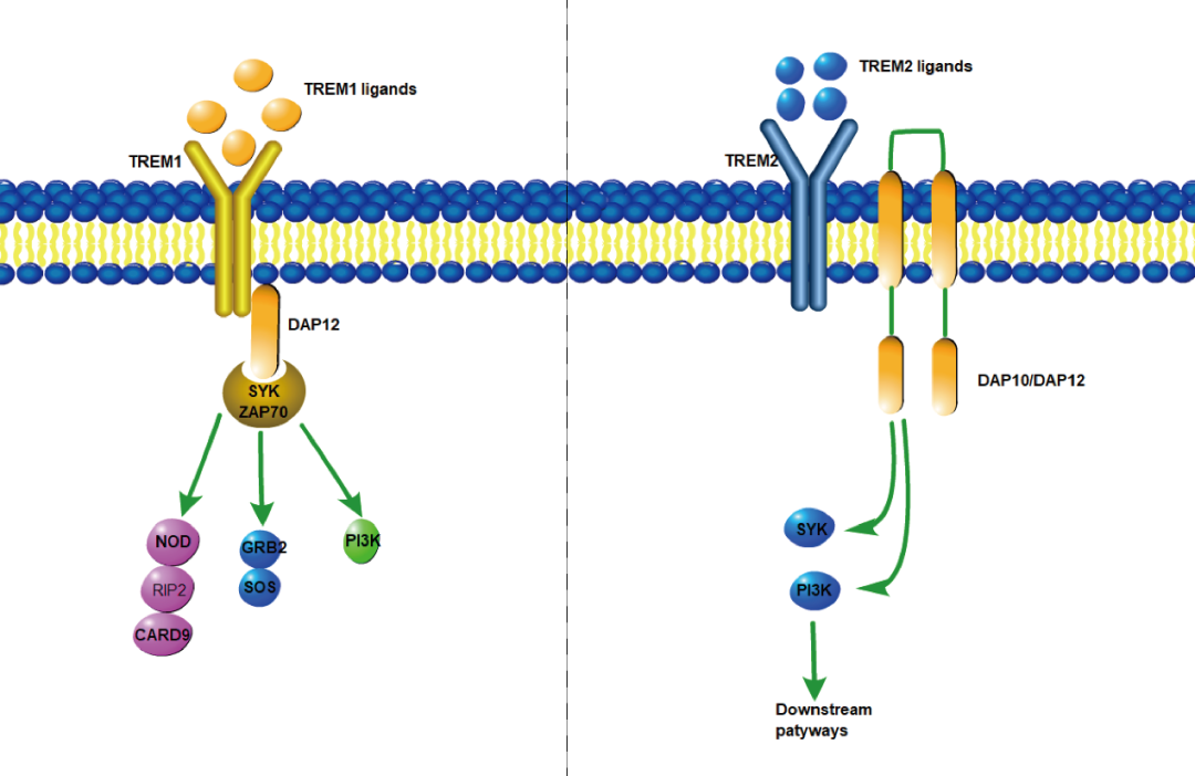 阿爾茨海默癥？癌癥？-靶點(diǎn)TREM