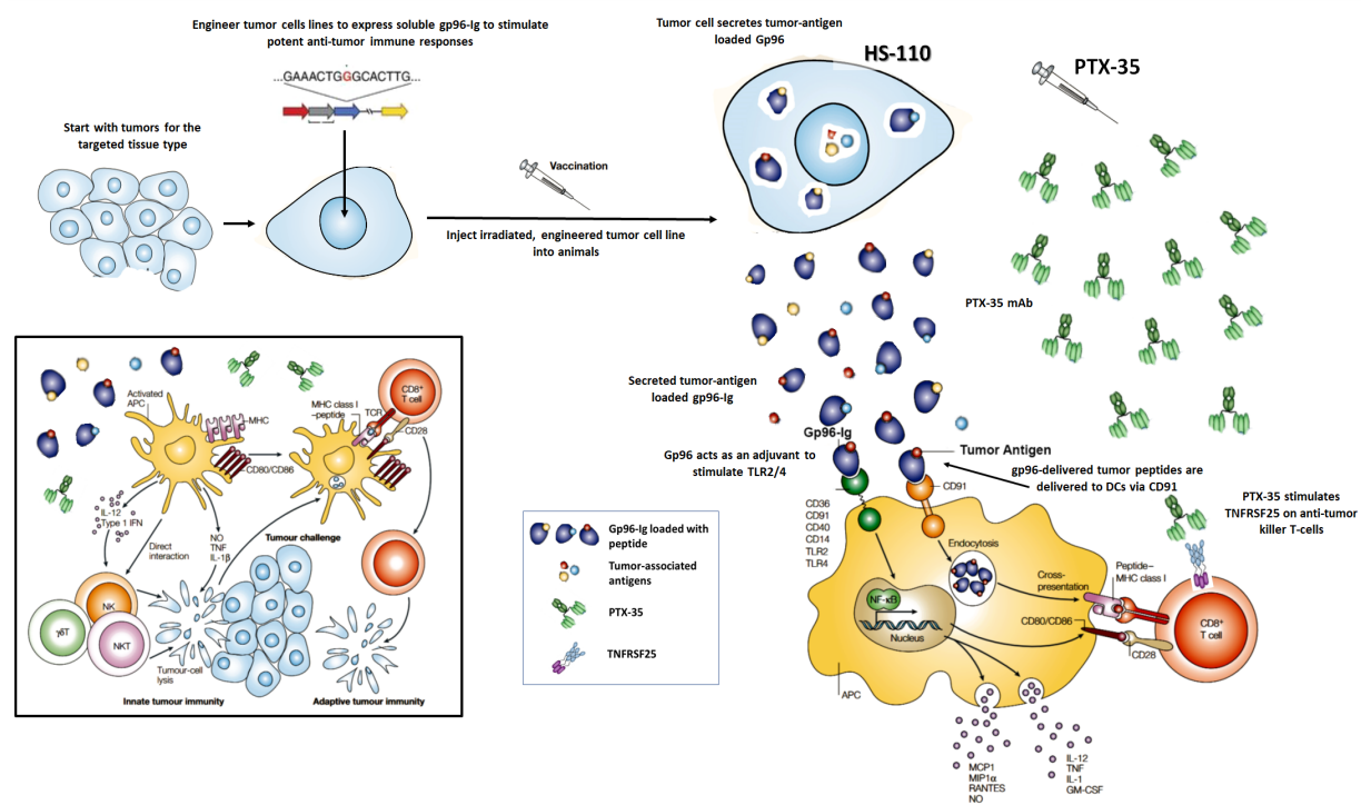 TL1A/DR3細(xì)胞篩選模型